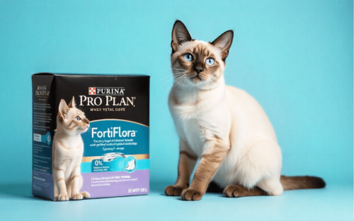 Katzen Probiotika Test: Die 5 besten (Bestenliste)